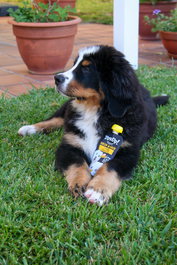 Yow Up! Perro Salmón 115 gr Caja 10 Unidades para Piel y Pelo 148 caracteres