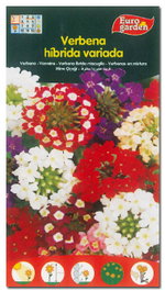 Semillas de verbena híbrida variada