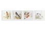 DKD Home Decor Cuadro Cristal MDF Pájaro Surtido de 4 Unidades