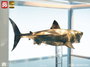 Tiburón Maqueta 1/18 Jaws Bronze 60 cm