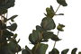 DKD Home Decor Planta de Eucalipto Verde 60x60x122 cm