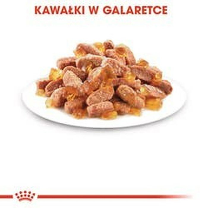 Royal Canin Feline Kitten Instinctive en salsa 12x85g