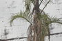 DKD Home Decor Espejo de Metal y Cristal con Palmera y Acabado Envejecido