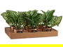 Ibergarden Planta Artificial Verde Lata Cobre 26 x 26 x 26 cm (Set de 12)