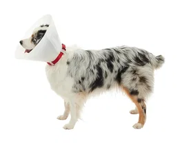 Kruuse Collar Isabelino Opaco 20 cm