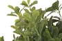 DKD Home Decor Árbol Ficus Verde con Base de Cemento 70x70x140 cm