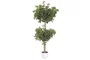 DKD Home Decor Árbol Ficus Verde con Base de Cemento 70x70x140 cm