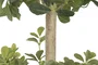 DKD Home Decor Árbol Ficus Verde con Base de Cemento 70x70x140 cm
