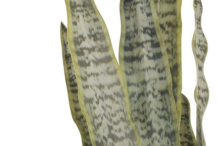 DKD Home Decor Planta Verde Beige 60 x 100 x 60 cm