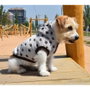 Nayeco Sudadera con Capucha Estrellas Marrón 40 cm para Perro
