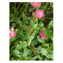 VELCRO ONE-WRAP Cinta de sujeción para plantas, 12mm x 5m, Verde