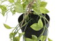 DKD Home Decor Planta Colgante Verde Surtido 2