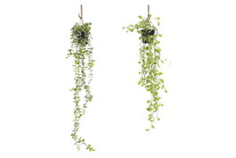 DKD Home Decor Planta Colgante Verde Surtido 2
