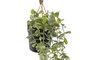 DKD Home Decor Planta Colgante Verde Surtido 2