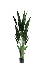 DKD Home Decor Planta Ave de Paraíso Verde 80x80x180 cm