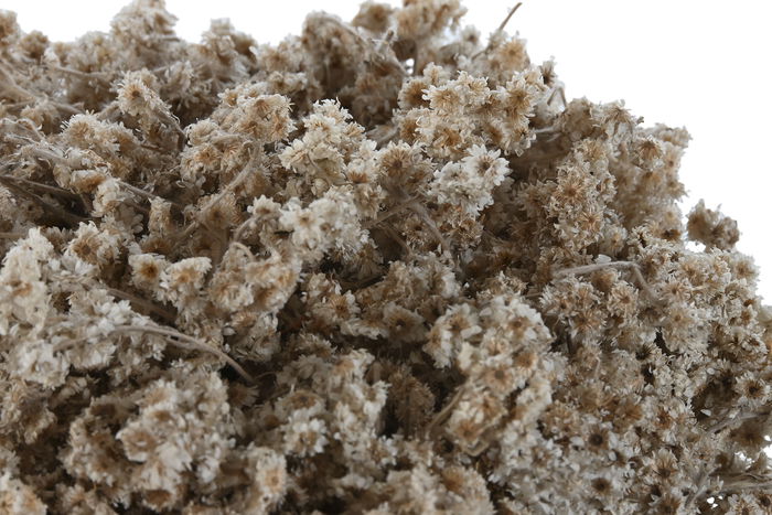 DKD Home Decor Planta Flor Seca Blanco Marron Verde 22 x 22 x 14 cm (2 Unidades)