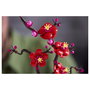 LEGO Botanicals Flor de Ciruelo 10369