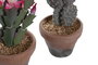 DKD Home Decor Planta Cactus Surtido Verde y Rosa