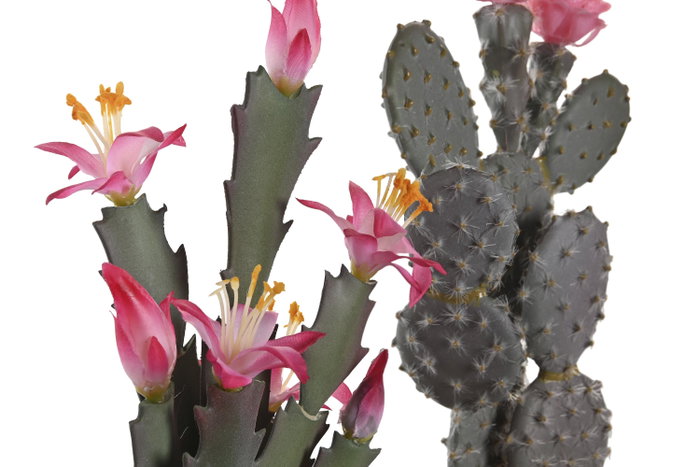 DKD Home Decor Planta Cactus Surtido Verde y Rosa