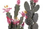 DKD Home Decor Planta Cactus Surtido Verde y Rosa