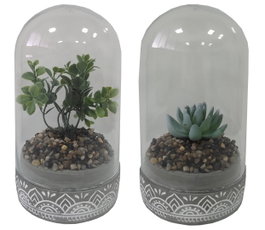 DKD Home Decor Planta PE Cristal 12x12x18 Surtido de 2