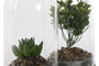 DKD Home Decor Planta Gris 12x18x12 cm (4 Unidades)
