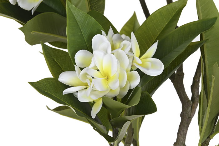 DKD Home Decor Árbol PE Frangipani Flor Tahití Blanco
