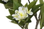 DKD Home Decor Árbol PE Frangipani Flor Tahití Blanco