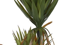 DKD Home Decor Planta Tropical Verde Agave Century 50 x 150 x 50 cm (2 Unidades)