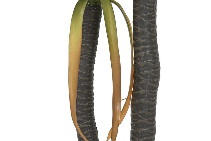 DKD Home Decor Planta Tropical Verde Agave Century 50 x 150 x 50 cm (2 Unidades)