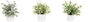 DKD Home Decor Set de 3 Plantas Decorativas Verdes PE