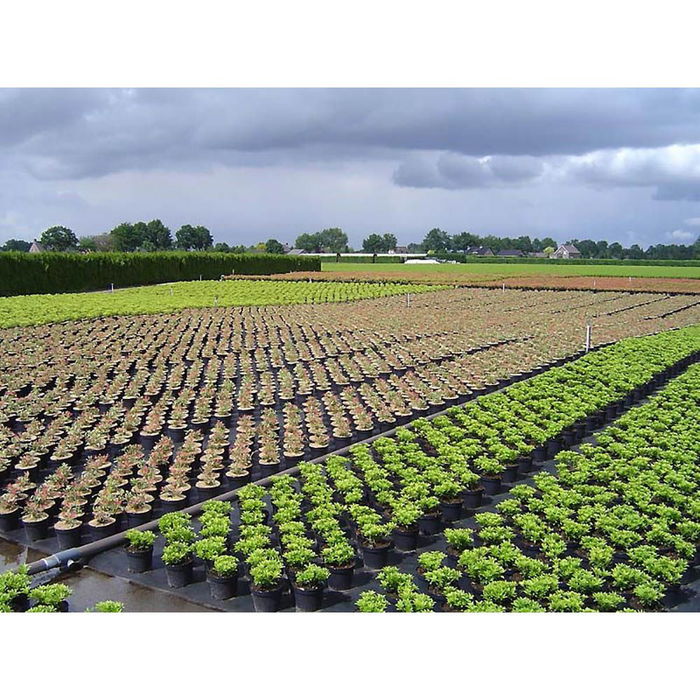 Faura Malla Antihierba 100 g/m², Negra, 1 x 10 m, Protección UV, Geotextil para Jardín