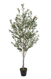 DKD Home Decor Árbol de Olivo Verde 80x80x180 cm