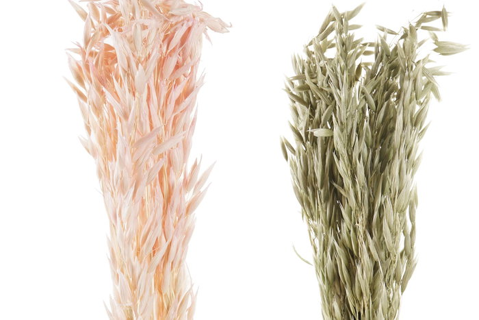 DKD Home Decor Ramas de Flor Seca con Avena Surtido 2 Colores