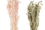 DKD Home Decor Ramas de Flor Seca con Avena Surtido 2 Colores