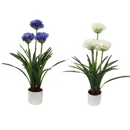 Basics Maceta con Planta Artificial Agapanto, Plástico, Colores Surtidos, 80 cm de Alto