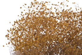 DKD Home Decor Ramo de Flores Preservadas Gysophila Mini 50gr Surtido