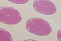 DKD Home Decor Salvamantel PEVA 43,5x28,5 Cítricos Surtido de 3
