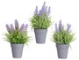 IBERGARDEN Pack de 24 Macetas de Lavanda Surtido 3 Verde-Violeta