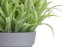 IBERGARDEN Pack de 24 Macetas de Lavanda Surtido 3 Verde-Violeta