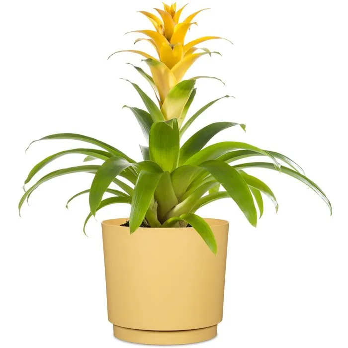 Garden Id Maceta redonda Ø 25 cm, 7 litros, H 22 cm, Color Amarillo - 695778