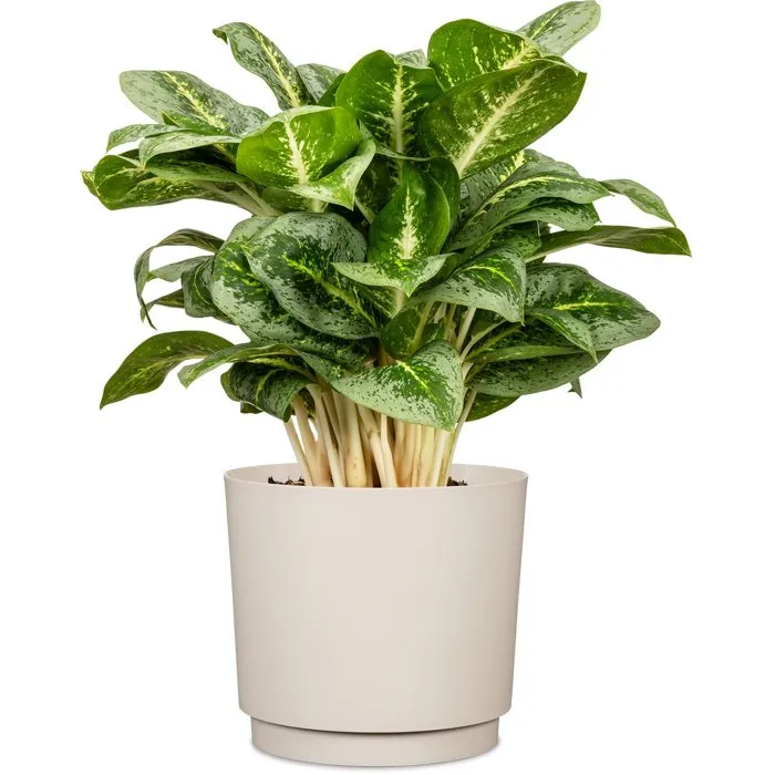 GARDEN ID 693682 Maceta redonda plana exterior o interior Ø 25 cm 7 litros Altura 22 cm Color blanco cálido