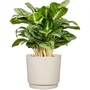 GARDEN ID 693682 Maceta redonda plana exterior o interior Ø 25 cm 7 litros Altura 22 cm Color blanco cálido