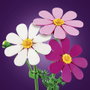 LEGO Botanicals Flores de Cosmos 11514 Set de Construcción Floral 171 Piezas para Niños de 9 Años o Más