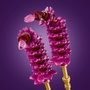 LEGO Botanicals Flores de Cosmos 11514 Set de Construcción Floral 171 Piezas para Niños de 9 Años o Más