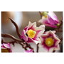 LEGO Botanicals Ramas de Magnolia 11510
