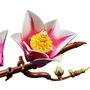 LEGO Botanicals Ramas de Magnolia 11510