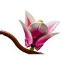 LEGO Botanicals Ramas de Magnolia 11510
