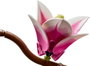 LEGO Botanicals Ramas de Magnolia 11510
