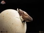 Jurassic Park III ECC Elite Creature Line Estatua Hatching Pterosaur 16 cm
